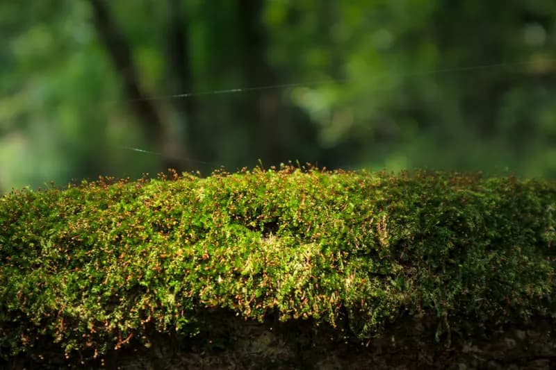 苔藓