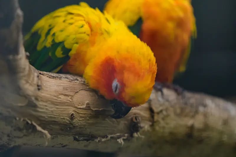 鹦鹉