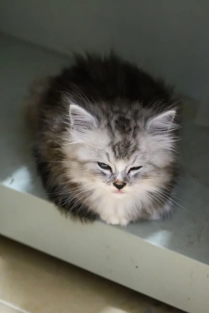小猫