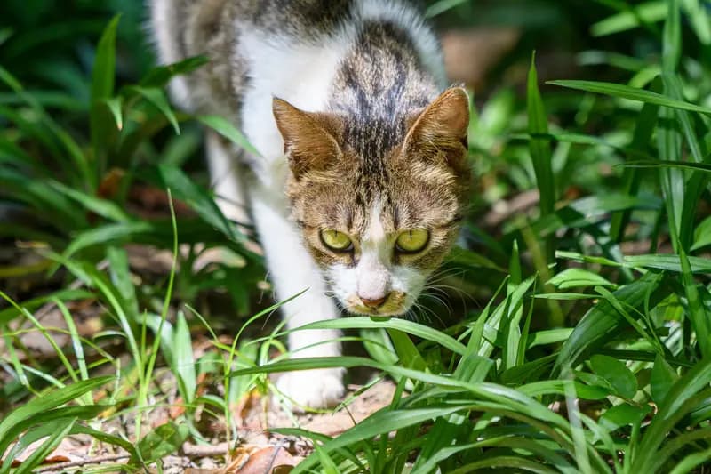 猫咪