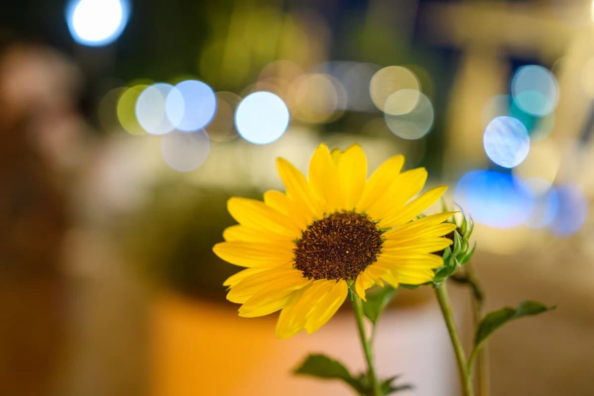 花