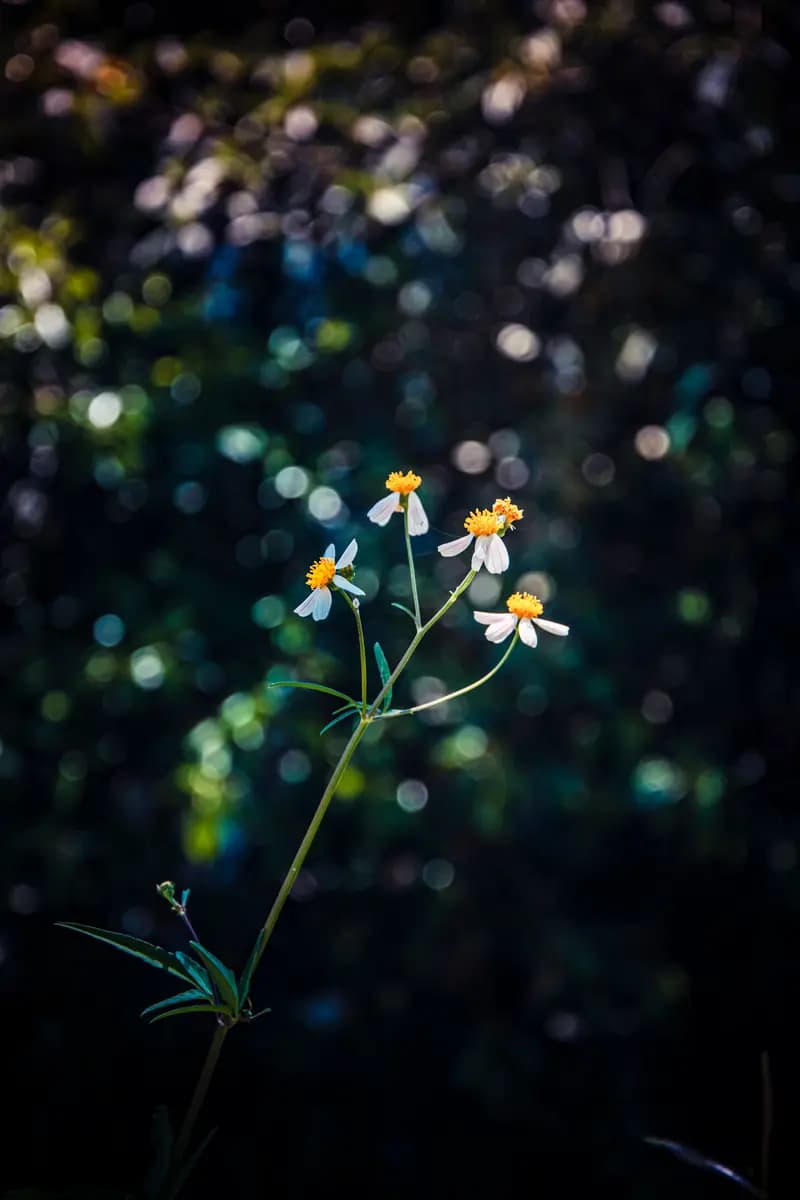 花蕊