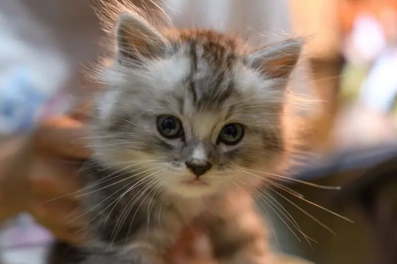 小猫