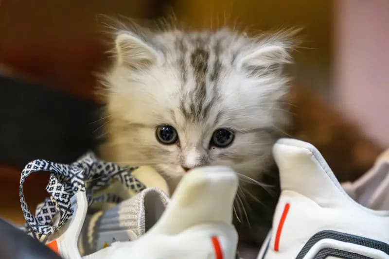 小猫