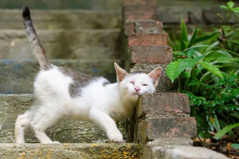 猫咪